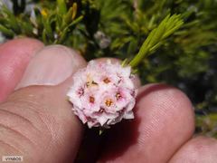 Lachnaea densiflora