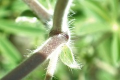 Lupinus fulcratus