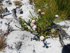 Lachnaea densiflora