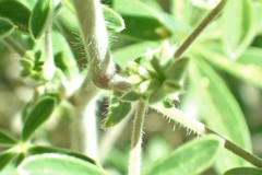 Lupinus fulcratus