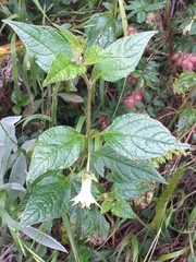 Jaltomata viridiflora