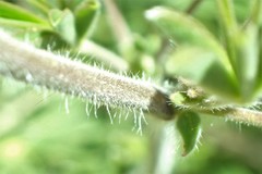 Lupinus fulcratus