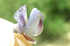 Lupinus fulcratus