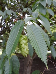 Carpinus japonica