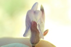 Lupinus fulcratus