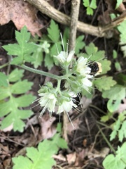 Hydrophyllum macrophyllum