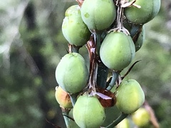 Asphodelus serotinus