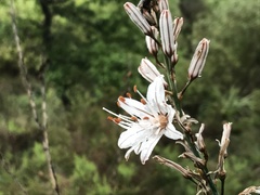 Asphodelus serotinus