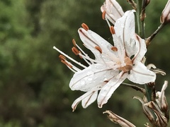 Asphodelus serotinus