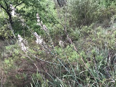 Asphodelus serotinus