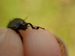 Enicopus ater