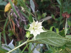 Jaltomata viridiflora