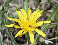 Nothocalais cuspidata