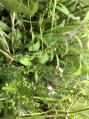 Veronica serpyllifolia