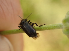 Enicopus ater