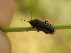 Enicopus ater