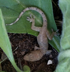 Hemidactylus mabouia