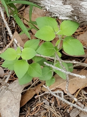 Salvia ballotiflora
