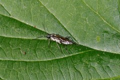 Pachyprotasis rapae