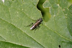 Pachyprotasis rapae