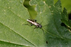 Pachyprotasis rapae