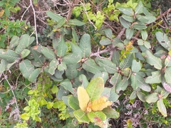 Hesperomeles ferruginea