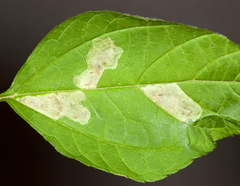 Calycomyza ambrosiae