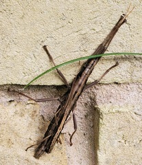 Anisomorpha ferruginea