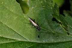 Pachyprotasis rapae