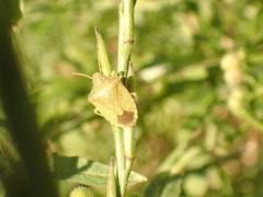 Peribalus strictus strictus