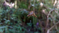 Acrosomoides acrosomoides