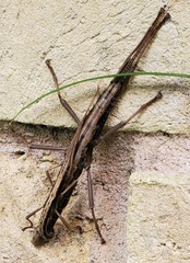 Anisomorpha ferruginea