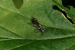 Pachyprotasis rapae