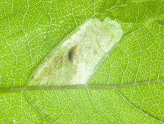 Calycomyza ambrosiae