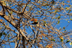Chalcomitra senegalensis gutturalis