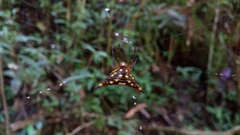 Acrosomoides acrosomoides