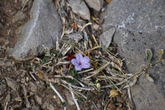 Ruellia parryi