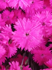Dianthus gratianopolitanus