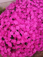 Dianthus gratianopolitanus