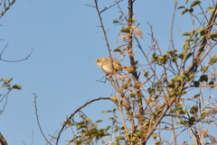Cisticola fulvicapilla