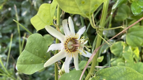 Yucatan passionflower (Passiflora yucatanensis)
