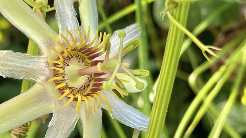 Passiflora yucatanensis, photograph 1
