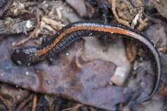 Plethodon angusticlavius