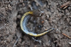 Plethodon angusticlavius