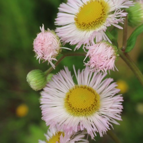 Daisy Fleabane