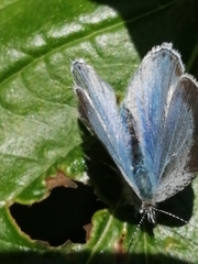 Celastrina argiolus