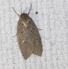 Stictochila delosticta