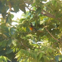 Spindalis zena benedicti