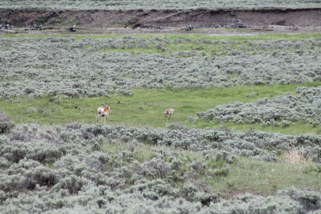 Coyote from Park County, WY, USA on June 17, 2019 at 07:08 PM by Avery ...