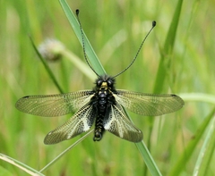 Libelloides hispanicus